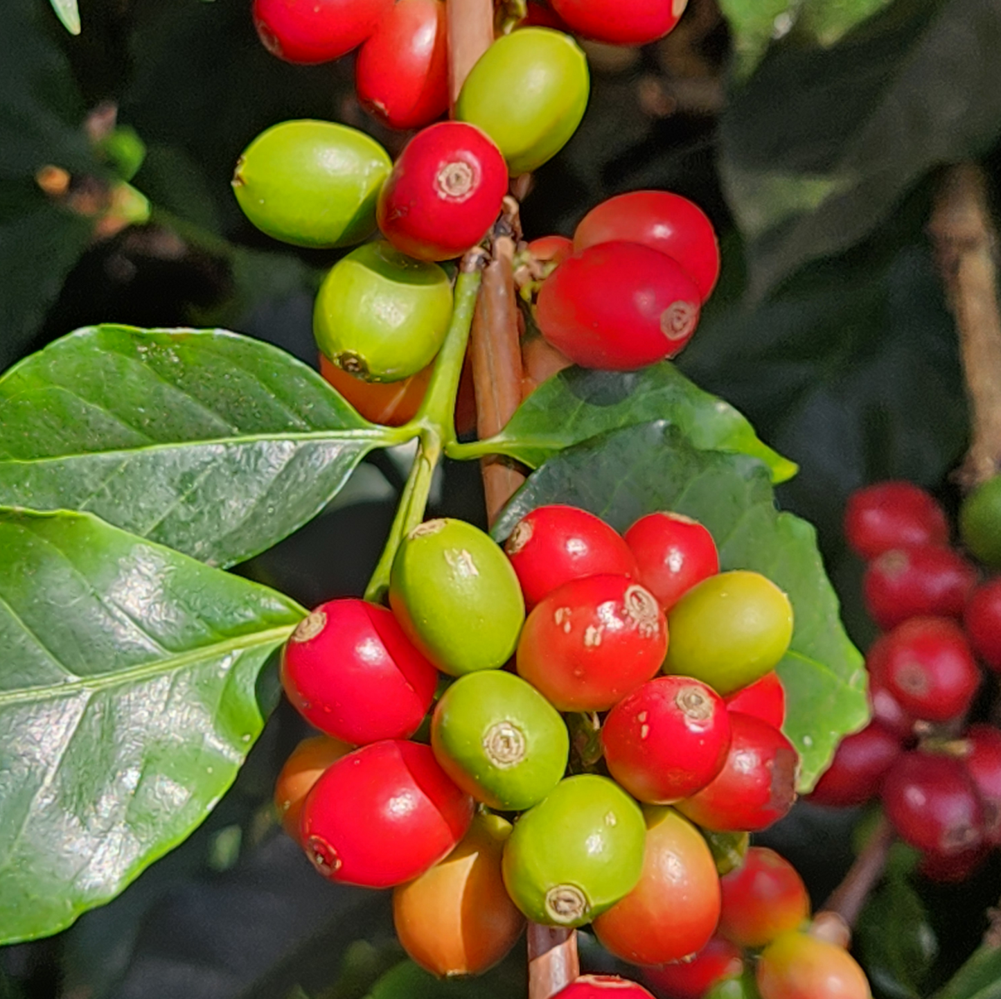 CURSO DE CUPPING - CATACIÓN